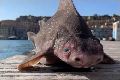 Quel est cet animal ?