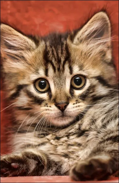 Et la couleur de tes yeux serait...