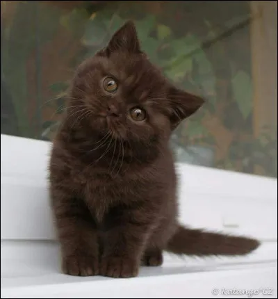 Ton mentor serait...