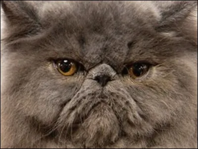 Celui qui n'est pas content :