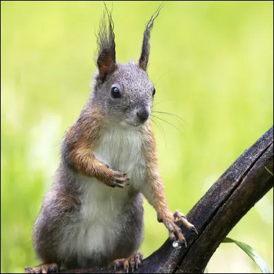 Aimes-tu des romans avec des animaux ?