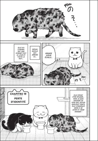 Comment s'appelle ce chat ?