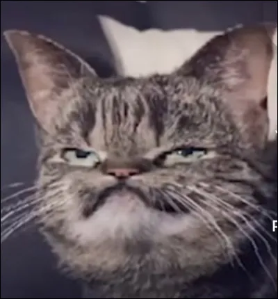 3. Je suis un vétéran précédemment lieutenant qui a le sourire et qui veut rassurer tout le monde. Mais je suis aussi un des meilleurs guerriers du Clan du Tonnerre. Mon premier amour est perdu et mon meilleur ami est un grand chef.