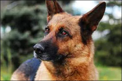 Quelle est cette race de chien, assez connue et souvent prise dans la police ?