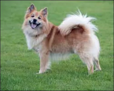 Quelle est cette race de chien vraiment très belle (je tenais à le préciser) ?