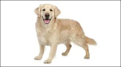 Le labrador est souvent confondu avec une autre race de chien. Laquelle ?