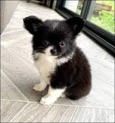 Laquelle de ces photos montre un akita inu ?