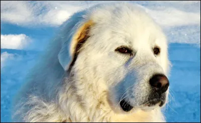 Quelle est la race de chien qu'on surnomme le "patou" ?