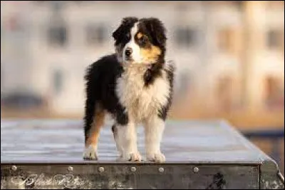 Lequel de ces chiens bergers n'existe pas ?