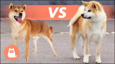 Lequel est un shiba inu ?