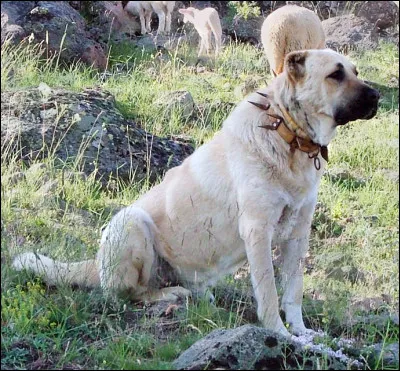 Quelle est cette race de chien ?
