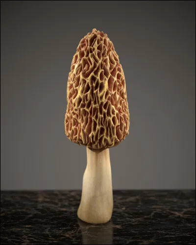 Animal ou homme, on préfère le laisser tranquille, c'est le...