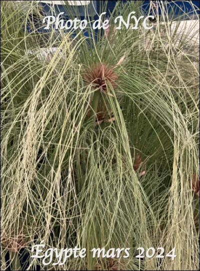 Quelle est cette plante herbacée aquatique dont la tige est transformée depuis l'Égypte antique en support d'écriture qui porte le même nom ?