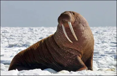 Quel animal est-ce ?