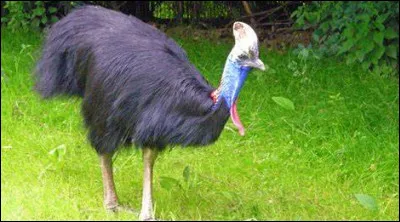 Quel est donc cet animal ?