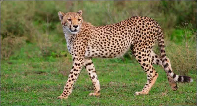 Et quel est cet animal ?