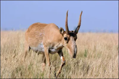 Quel animal est-ce ?