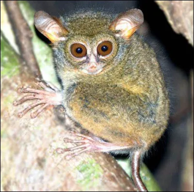 Et là, quel animal est-ce ?