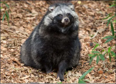 Quel animal est-ce ?