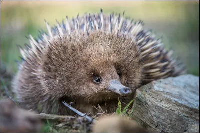 Quel est cet animal ?
