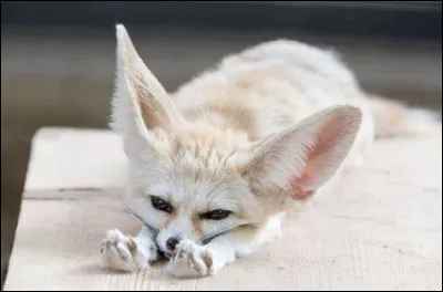 Quel animal est-ce ?