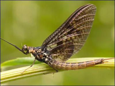 Et là, quel est cet animal ?