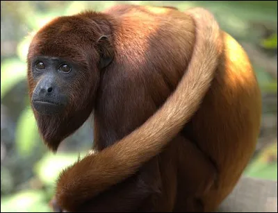 Quel est cet animal ?