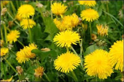 Pissenlit : Quel autre nom donne-t-on à cette fleur ?