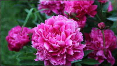 Pivoine : Quelle est la période de floraison de cette fleur ?