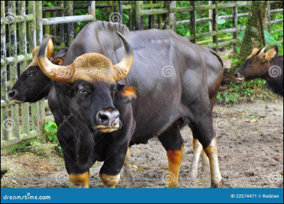 Comment s'appelle le plus grand bovin au monde ?
