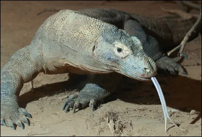 À quelle famille de reptiles appartient le dragon de Komodo ?