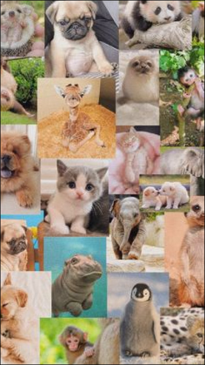 Quel est l'animal correspondant à Gwendolyn ?