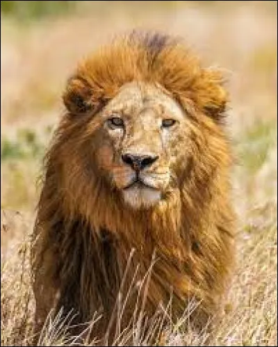 Quels sont tes animaux préférés parmi ceux-là ?