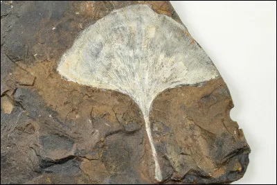 Quel est le premier animal marin apparu sur terre ?