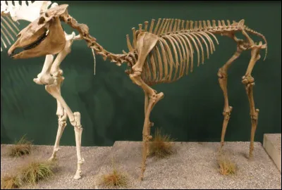 Quand sont apparus les chevaux ?