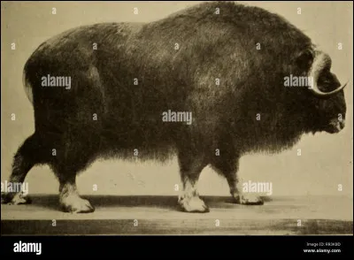 Quel animal parmi eux n'est pas préhistorique ?