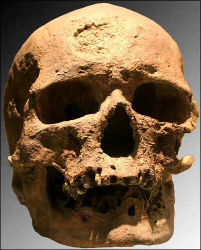 Quel type d'animal l'homme n'a-t-il pas connu ?