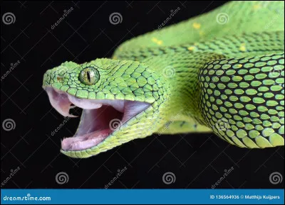 Quel est ce serpent ?