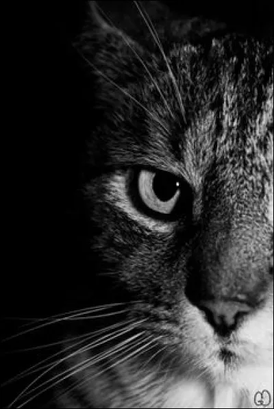 Alors que je n'étais encore qu'un petit dans la pouponnière, nous avons décidé, mes frères et moi, d'aller chasser des renards ... Je n'aurais pas dû... Je suis...