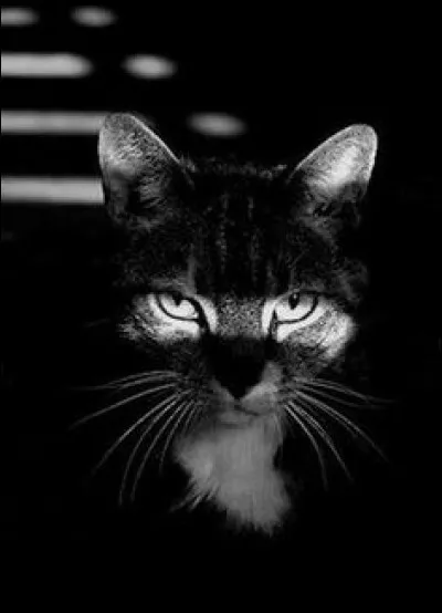 Ma nièce , elle, elle a osé devenir la compagne de ce chat domestique ! Franchement, vous auriez fait la même chose ? Qui suis-je ?