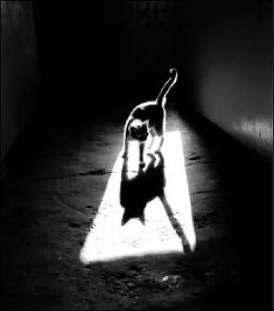 Je vais vous avouer que je suis tombée amoureuse d'un chat domestique, et que j'ai eu avec lui des enfants magnifiques. Je suis...