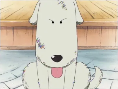 Comment s'appelle ce chien ?