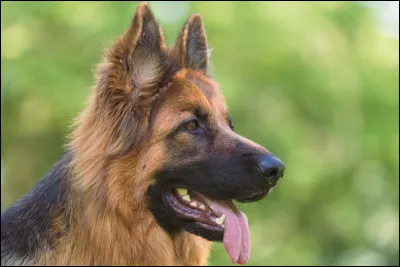 Dans la série "Rex" le chien est-il un malinois ?