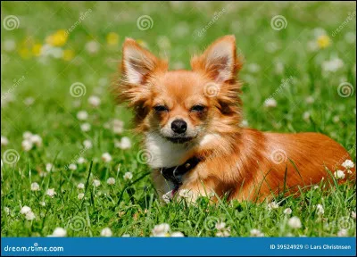 Les chiens mangent-ils de l'herbe ?