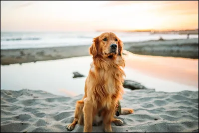 Les goldens retrievers sont-ils tous dorés ?