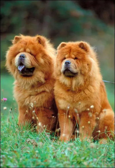 Le chow-chow a-t-il la langue bleue ?