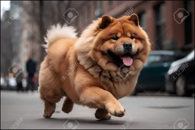 Les chows-chows sont-ils tous marron ?