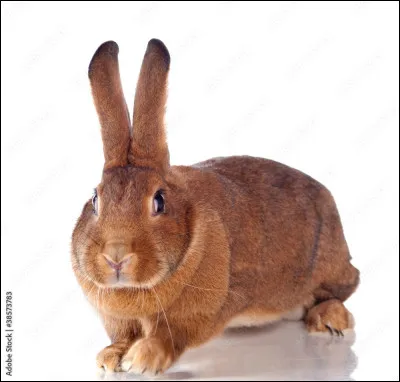 Ton animal préféré est :