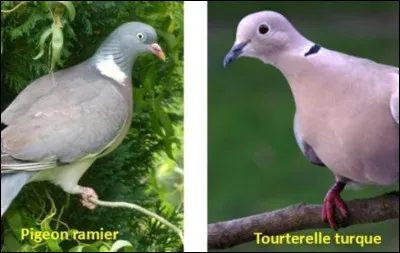 Tant qu'à parler des tourterelles turques, est-ce vrai qu'elles commencent à envahir les pigeons dans certains endroits de France ?