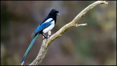 La pie est partout en France :